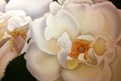 Apple-Blossom-Rose