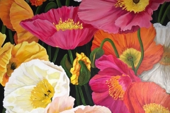 Poppy-Profusion