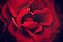Red-Velvet-Rose