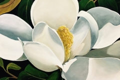 magnolia2