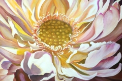 sacred-lotus
