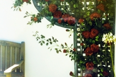 redrosetrompe